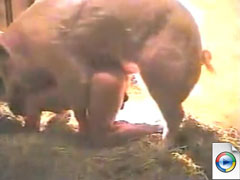 Pig-sex - Real Extreme - Free Video