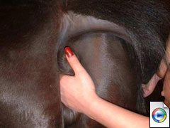 Hand at Horse's Ass - Farm Sex